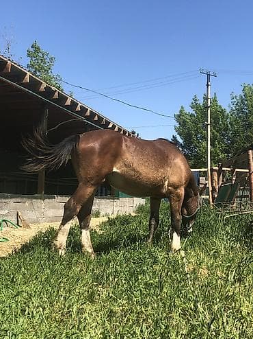 утята муларды купить: Продаю | Жеребец | Полукровка | Конный спорт | Племенные — 8