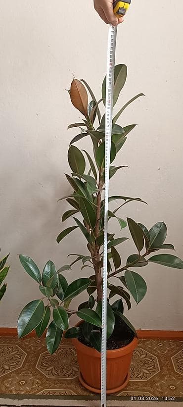 сколько стоит фикус: Фикус эластика (каучуконосный), сорт Robusta, в горшке. телеграмм — 1