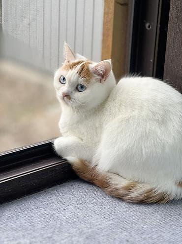 домашний животные: Кошка скоттиш страйт взрослая короткошёрстная с голубыми глазами — 5