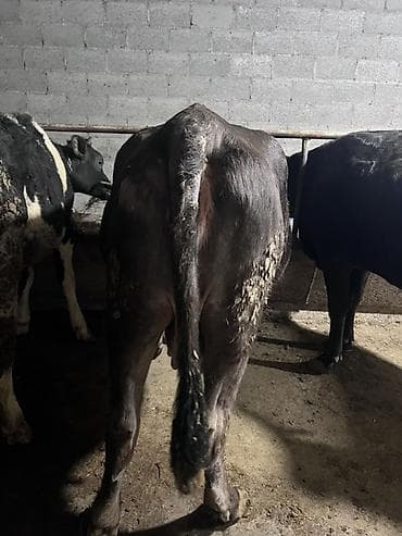 молочные корова: Продаю | Корова (самка) | Для молока | Привязанные — 9