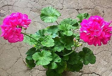 озеление: Герань (пеларгония зональная) с крупными махровыми соцветиями — 1