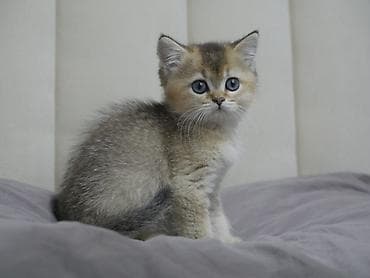 сколько стоит персидская кошка: Скотиш Страйт (Шотландская прямоухая), 2 месяца, Девочка, Золотая шиншилла — 8