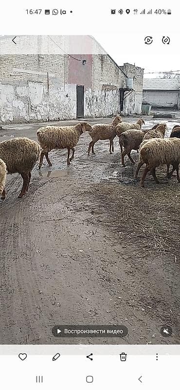 Продаю | Овца (самка) | Арашан | Для разведения | Матка