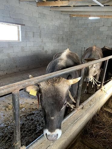 дойный корова: Продаю | Корова (самка) | Для молока | Привязанные — 1