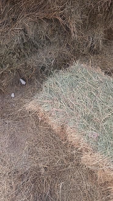 Чоп сатылат Ат-Башыдан келген - Прессованные тюки прямоугольной