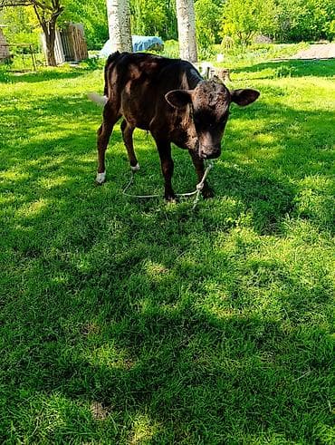 каровы и быки: Продаю | Бык (самец) | На откорм | Привязанные — 1