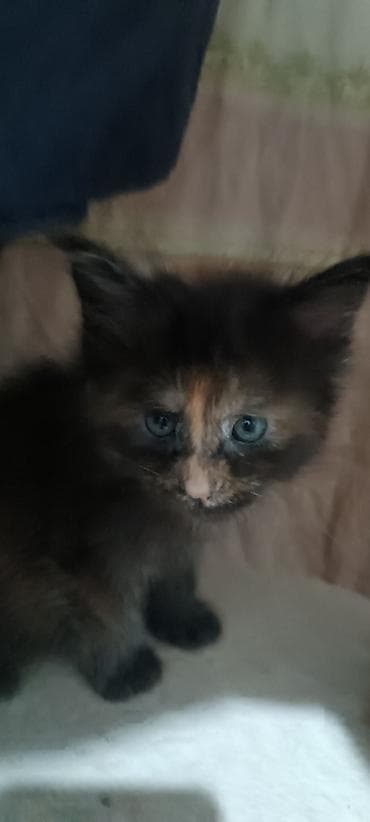 Мышыктар сатылат: Гиганты Кошачьего мира♥️ Мейн-Куны 🥰 Мини питомник не клеточного — 9