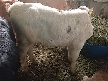 большие собаки: Продаю | Бык (самец), Музоо, торпок | Швицкая, Симментальская | На откорм — 1