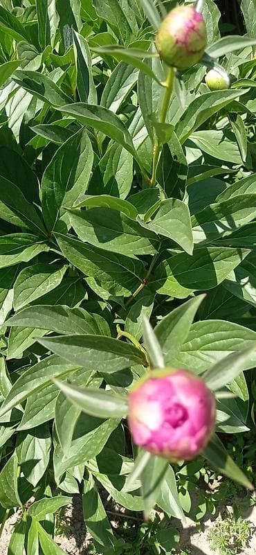 цвет лимонный: Бутоны пионов разных цветов малиновые белые розовые бутоны плотные — 2