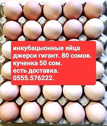 цена страусиного яйца: Продаю | Инкубационные яйца | Для разведения — 1