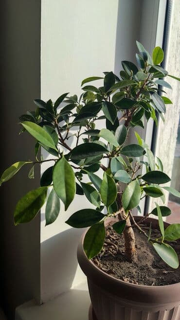 стоимость аквариума: Домашние и комнатные цветы в горшках. Герань, Алоэ, долларовое дерево — 5