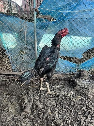бойцовая птица: Продаю | Петух | Бойцовая | Для боев, Для разведения — 3