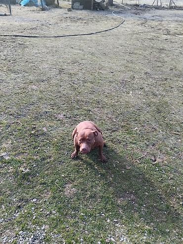 Собака среднего размера, короткошёрстная, рыжего/шоколадного окраса