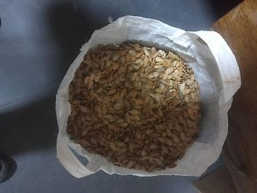 продажа семян пшеницы: Тыквенные семечки в мешке - Цельные, неочищенные семечки тыквы — 1