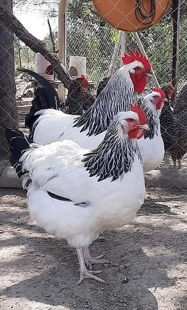 адлерский цыплята: Продаю | Куры | Для разведения — 3