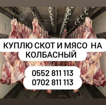 продажа домашних животных: Сатып алам | Кочкорлор, койлор, Уйлар, букалар, Эчкилер, текелер | Союлган, Союуга, этке, Бардык шартта — 1