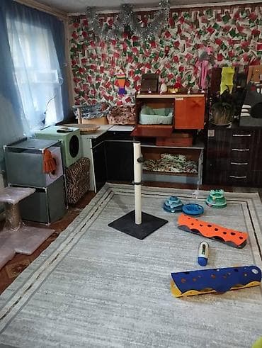 мистер: 🐾 Зоогостиница «Мурляндия» 🐾 Забота, уют и комфорт для ваших любимых — 6
