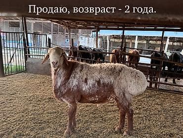 cane corso: Продаю | Баран (самец) | Для разведения — 1