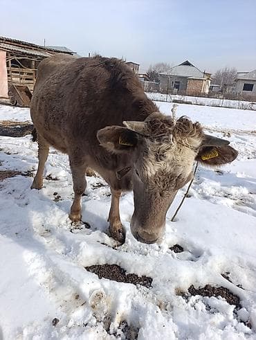 зерновой сеелка: Продаю | Корова (самка), Тёлка | На откорм — 10