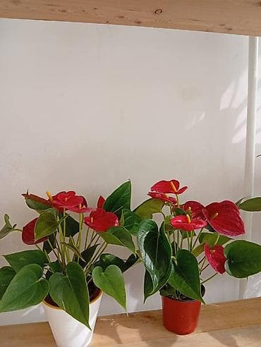 продам фиалки: Комнатные растения в горшках Предлагаются декоративные тропические — 4