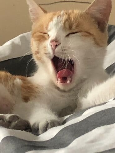 домашние кошки: Кошка даром: Беспородная, 2 года, Девочка, С прививками, Приучена к лотку, Проглистована — 4