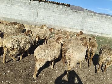 норка животное: Продаю | Овца (самка) | Для разведения | Матка — 4