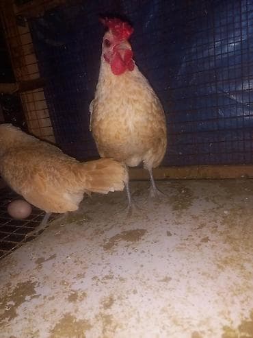 Ветеринар кызматы: Сатам | Тооктор | Көбөйтүү үчүн — 6