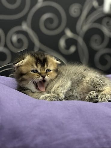 лежанка для котят: Продаются шотландские вислоухие котята (Scottish Fold и Straight) — 1