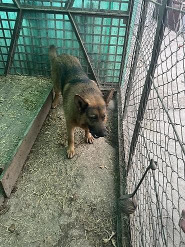 кобыла бее: Немецкая овчарка, отдам даром кобель. черно‑рыжий окрас привит,есть — 2