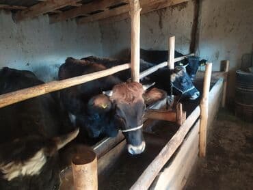 дойный коров: Продаю | Корова (самка) | Полукровка | На откорм | Привязанные — 3