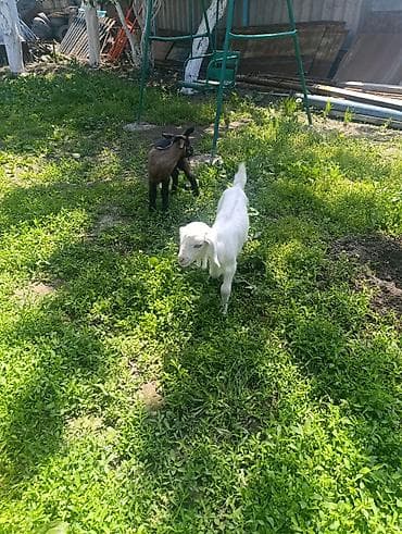 Продам с/х животных: Продаю | Козлёнок | Полукровка | Для разведения | Племенные, Котные, Осеменитель — 3