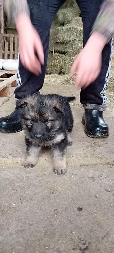 купить собаку пекинес: Немецкая овчарка, 2 месяца, Самка — 1