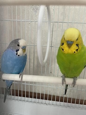 живая обезьяна: Продаю двух попугаев 🦜🦜 Вроде оба самцы. Птицы активные, здоровые. В — 1