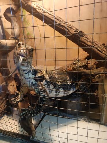 Грызуны: Варан Салватор (водяной/пятнистый) — крупная экзотическая ящерица — 4