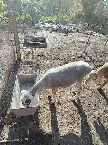 туша барана: Продаю | Овца (самка) | Гиссарская | Для разведения | Племенные — 3