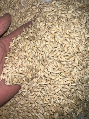 дом попугая: Продаю КОМБИКОРМ Био корм (6в1) состав ячмень кукуруза пшеница жмых — 2