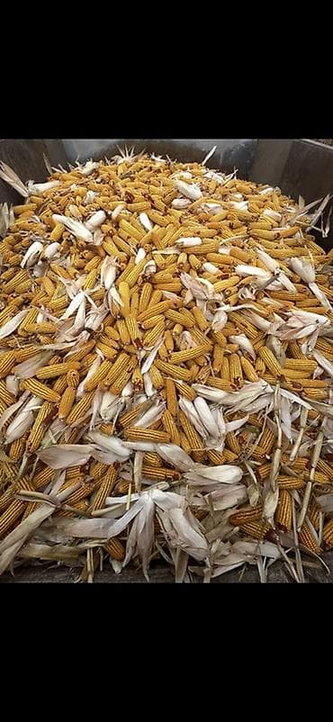 саженцы картофеля: Кукуруза в пачатках — 1