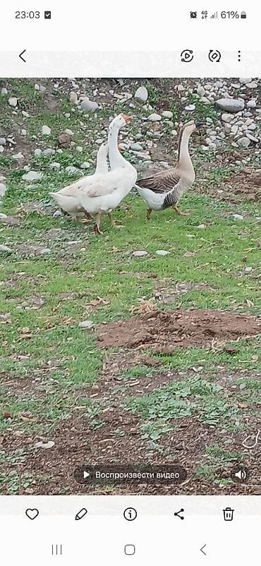попугай птицы: Домашние гуси (несколько особей) - Породы/окрасы: белые и серо-белые — 1