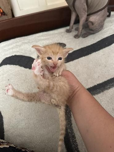 Котята ориентальной/сфинксовой группы. Описание: - Помёт от — 2