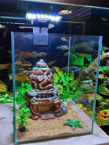 аквариумная рыбка: Аквариум с декорациями объём 15 л — 2