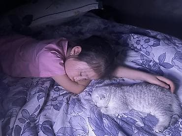 купить котенка шиншилла: Скотиш Фолд (Шотландская вислоухая), 1 месяц, Мальчик, Серебристая шиншилла, Приучена к лотку — 7