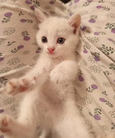bb kitty бишкек: Мышык бекер берилет: Ангор, 1 айлык, Ургаачы — 1