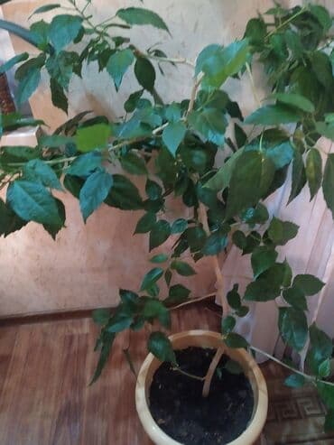 Продается- китайская роза