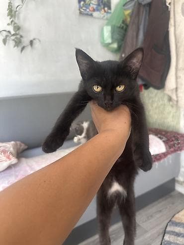 кот бенгальский: Отдаются в заботливые руки котята. Описание: - Возраст: примерно 2–4 — 3