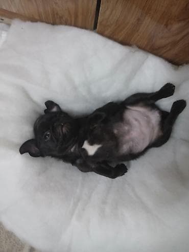 Audi: Мопс, 5 месяцев, Самка, С родословной — 2