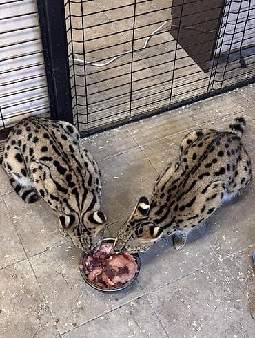 сервал'' купить: Продаются сервалы — мальчик и девочка (брат и сестра) Продаётся пара — 2