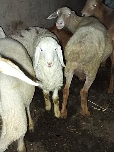 вязка овчарки: Продаю | Ягненок | Полукровка, Арашан | Для разведения | Племенные — 4