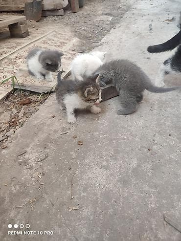 домашние питомцы купить: Котята разного окраса - Порода: беспородные домашние котята - — 1
