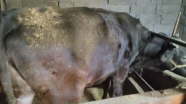 гидропонный зеленый корм цена: Продаю | Тёлка | Для разведения, Для молока | Стельные — 10