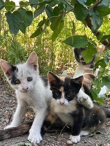 Отдам котят в добрые заботливые руки.Возраст 2 месяца at lalafo.kg Отдам котят в добрые заботливые руки.Возраст 2 месяца